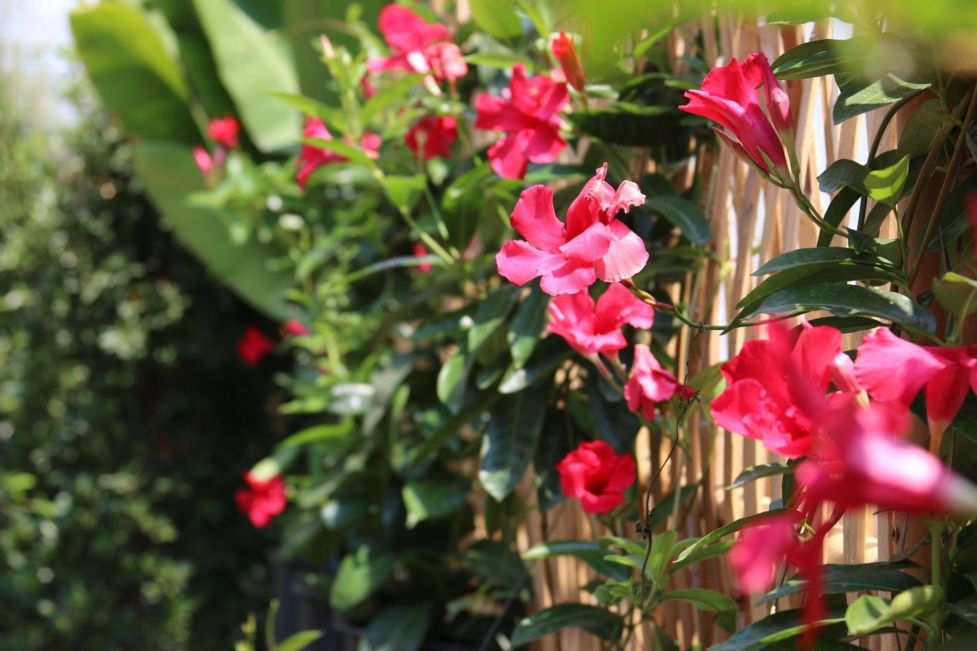 Joyful Thai Boutique Hotel Chiang Mai Eksteriør billede